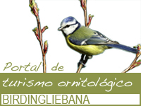 Acceso a birding liébana